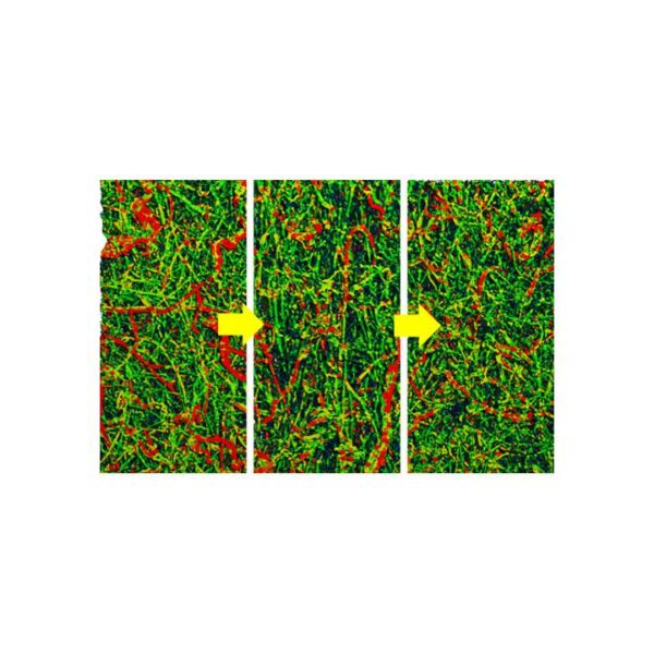 Shape Memory Polymers